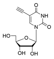 5-Ethynyl Uridine Schematic